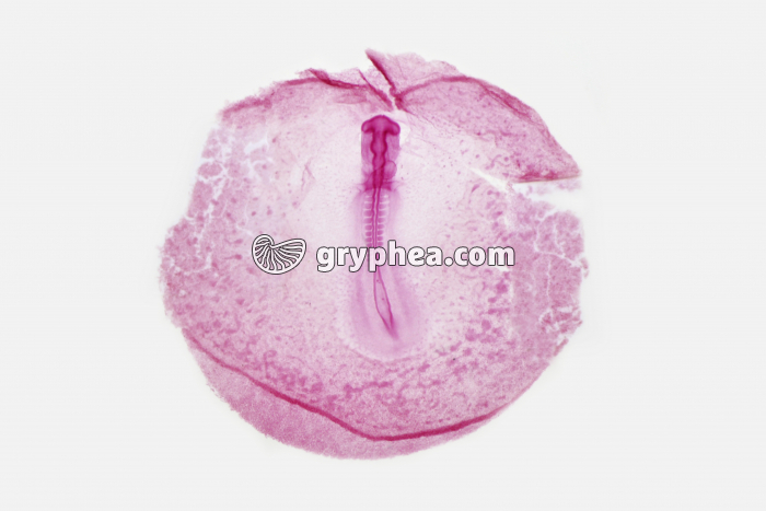 Embryon Poulet 33 h in toto x2 - gryphea.com